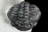 Bargain, Enrolled Pedinopariops Trilobite - Mrakib, Morocco #110656-2
